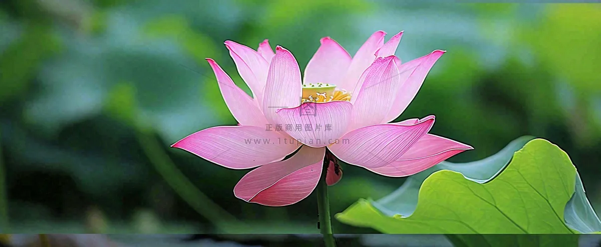 夏天荷花荷花池荷叶，处暑小暑大暑夏至立夏摄影图