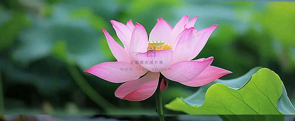 夏天荷花荷花池荷叶,处暑小暑大暑夏至立夏摄影图 夏天荷花荷花池荷叶,处暑小暑大暑夏至立夏摄影图
