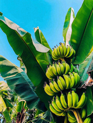 香蕉树芭蕉叶青香蕉水果摄影图