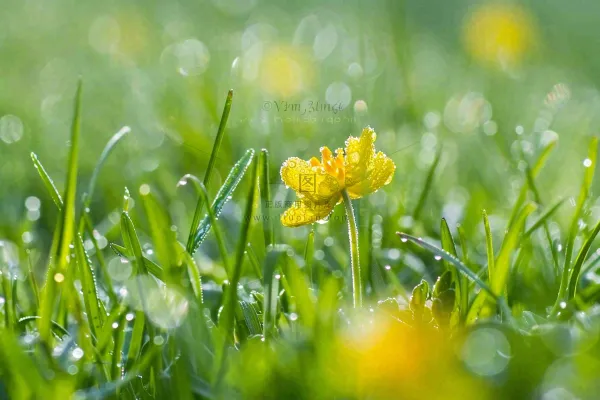 春天草丛里盛开的小黄花清晨露珠雨水谷雨摄影图