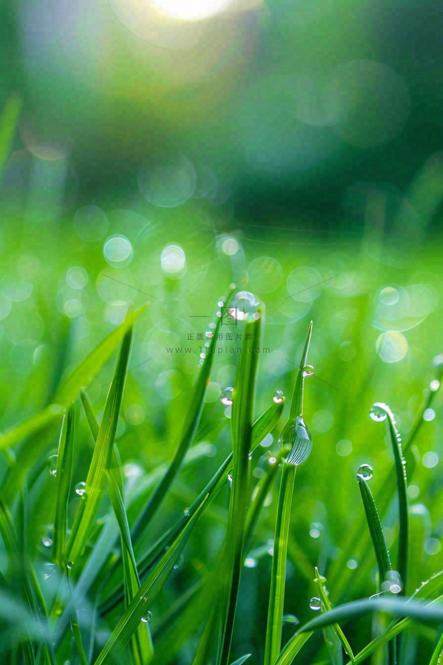 春天绿草地草坪绿叶上的露珠清晨立春惊蛰谷雨摄影图