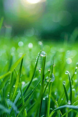 春天绿草地草坪绿叶上的露珠清晨立春惊蛰谷雨摄影图 春天绿草地草坪绿叶上的露珠清晨立春惊蛰谷雨摄影图