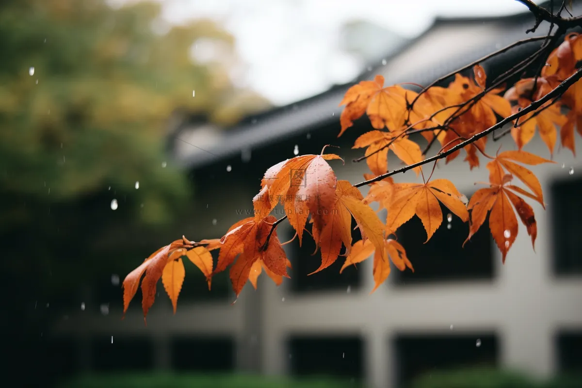 秋天枫叶树枝园林秋意浓雨滴摄影图