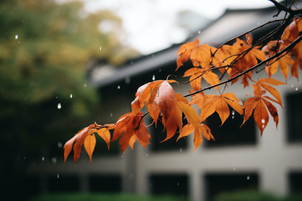 秋天枫叶树枝园林秋意浓雨滴摄影图