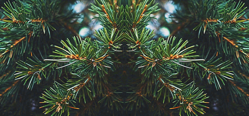 绿色绿植枝叶镜像镜头，新鲜生命力摄影图