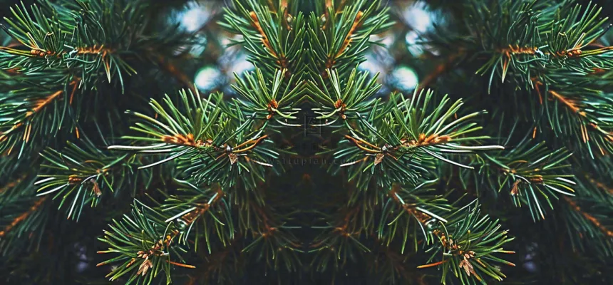 绿色绿植枝叶镜像镜头，新鲜生命力摄影图