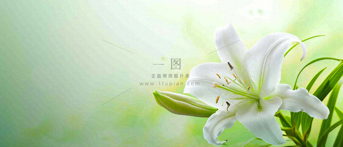 白色鲜花百合花鲜花意境简约,教师节淡雅摄影图