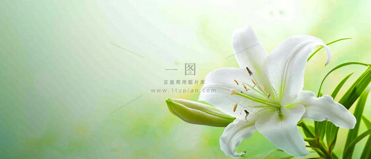 白色鲜花百合花鲜花意境简约，教师节淡雅摄影图