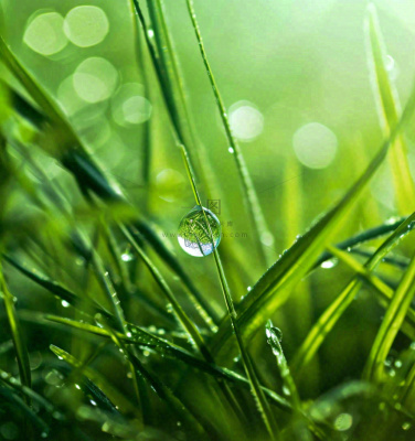 春天草地绿叶上的露珠,惊蛰雨水谷雨摄影图 春天草地绿叶上的露珠,惊蛰雨水谷雨摄影图