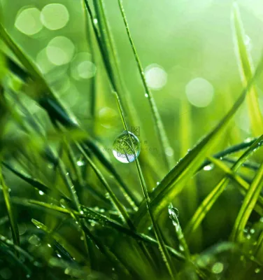 春天草地绿叶上的露珠,惊蛰雨水谷雨摄影图 春天草地绿叶上的露珠,惊蛰雨水谷雨摄影图