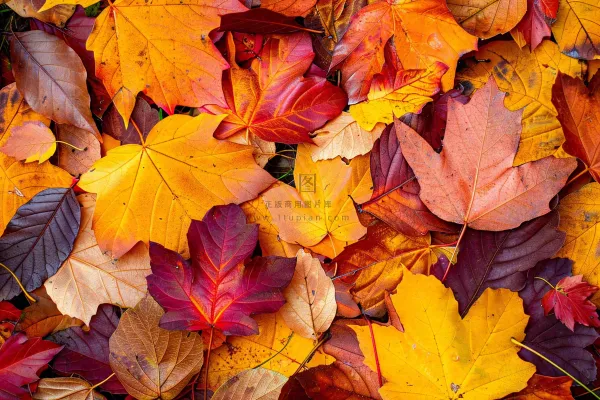 秋天金红落叶铺满地面立秋秋分摄影图 秋天金红落叶铺满地面立秋秋分摄影图