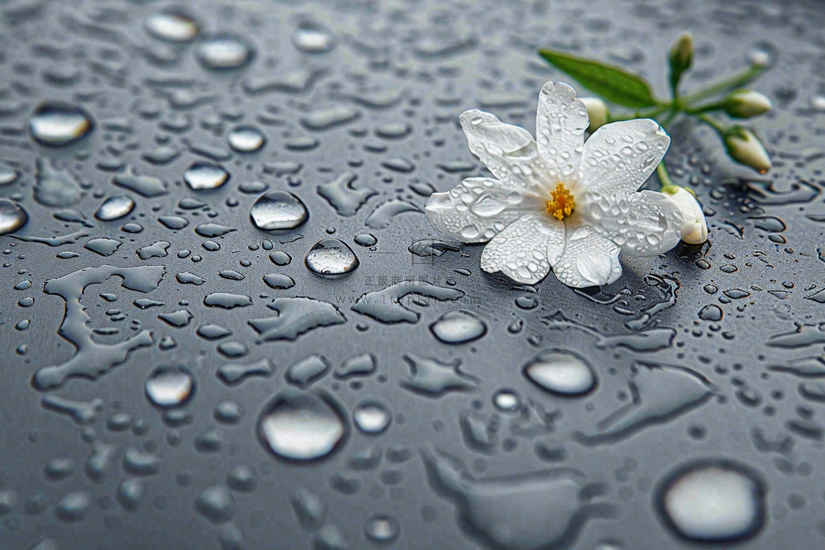 雨天掉落的白色花朵雨水谷雨寒露摄影图