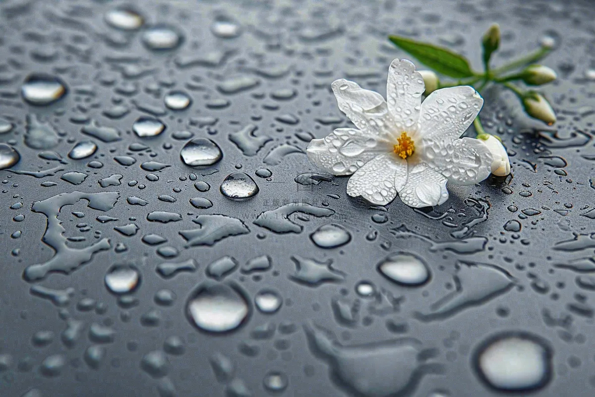 雨天掉落的白色花朵雨水谷雨寒露摄影图