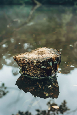 水池中的木头桩子雨季摄影图