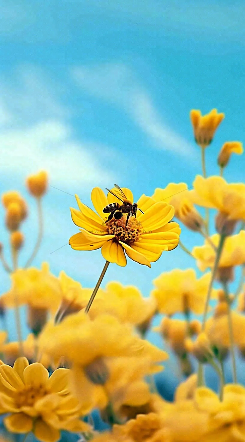 清新春天蓝天花丛黄色小花朵蜜蜂,春分摄影图