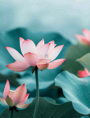 夏天池塘荷花荷叶蓝色唯美处暑大暑小暑摄影图