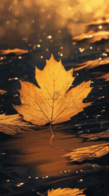 秋天黄色秋叶落叶雨天特写故事感,秋分立秋摄影图 秋天黄色秋叶落叶雨天特写故事感,秋分立秋摄影图