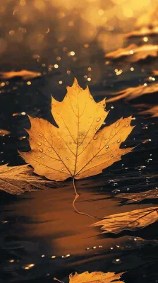 秋天黄色秋叶落叶雨天特写故事感,秋分立秋摄影图 秋天黄色秋叶落叶雨天特写故事感,秋分立秋摄影图