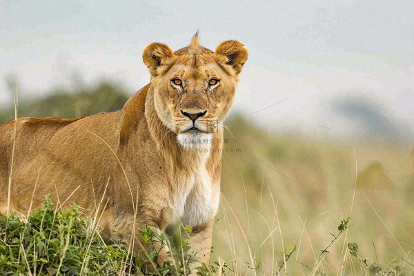 狮子动物非洲草原保护动物摄影图