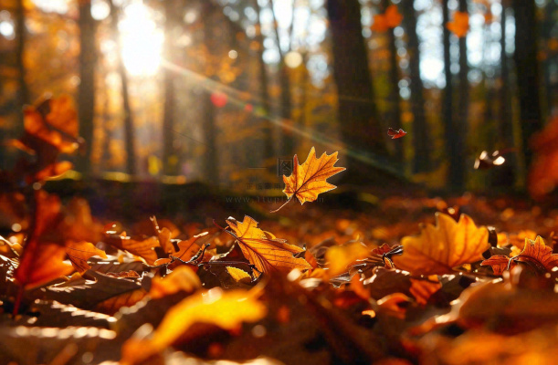 秋天森林的落叶金黄阳光透过树叶温暖秋分立秋处暑摄影图