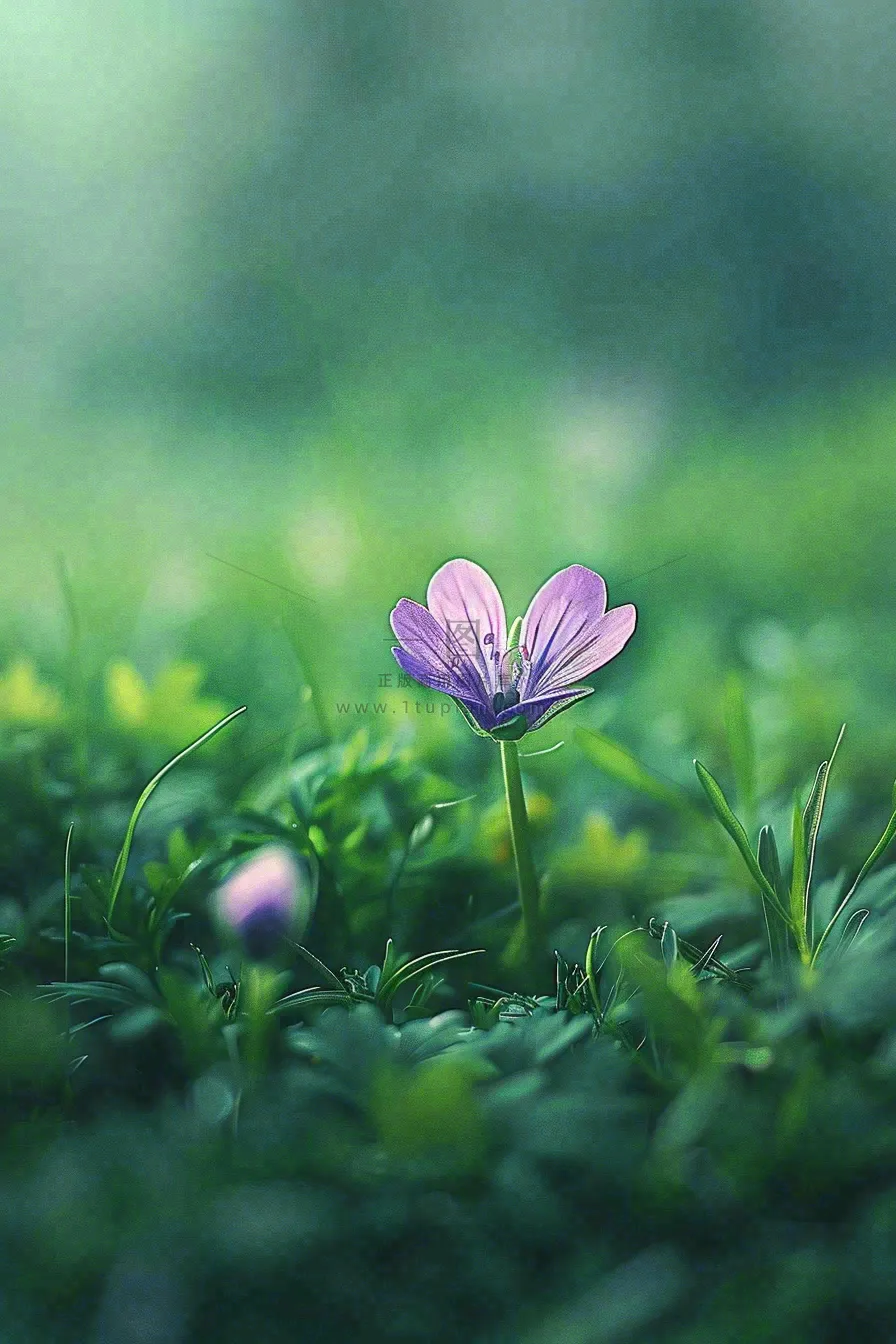 春天草丛里的小花立春惊蛰春分摄影图