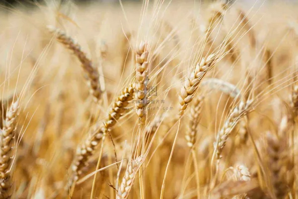 金黄成熟的小麦麦穗农田芒种秋天丰收摄影图