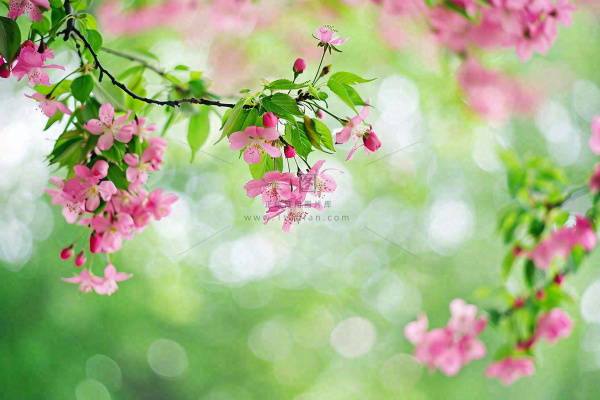 立春粉色花朵树枝绿色背景春分惊蛰摄影图 立春粉色花朵树枝绿色背景春分惊蛰摄影图