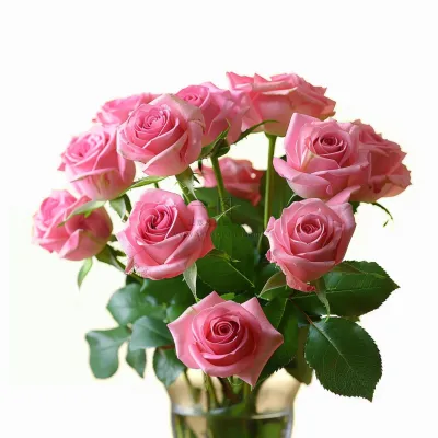 玫瑰花鲜花花朵摄影图