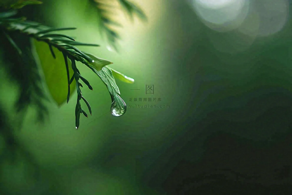 绿色树林里面下雨过后的松枝挂着水滴摄影图