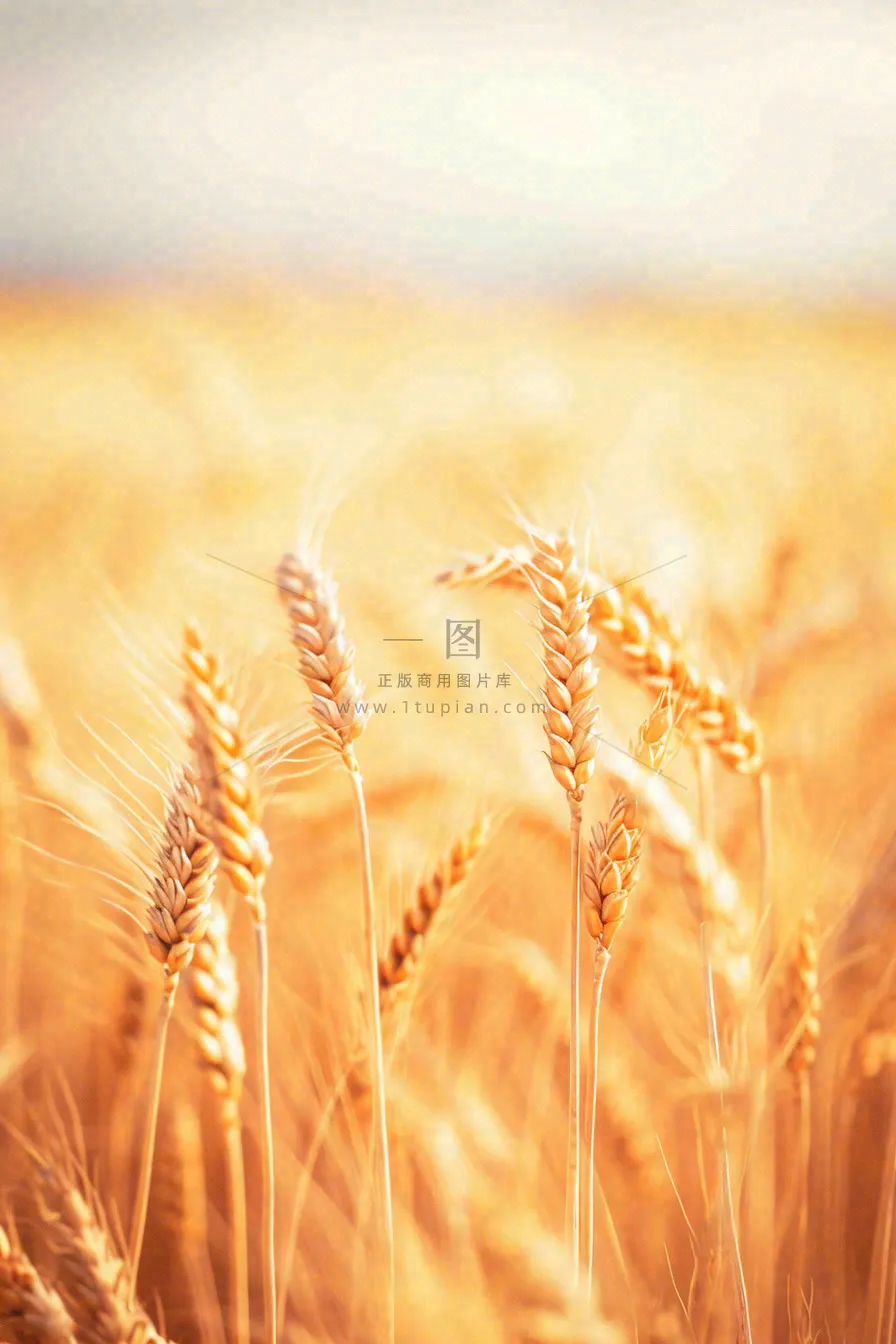秋天收获小麦收割落日，秋分芒种小满粮食摄影图