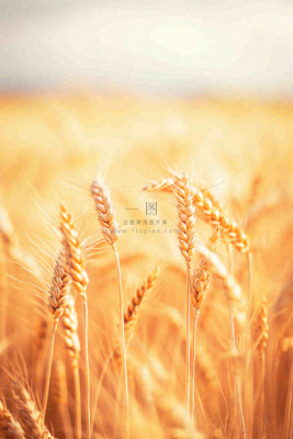 秋天收获小麦收割落日，秋分芒种小满粮食摄影图