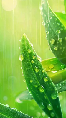 春天梅雨时节绿叶谷雨寒露摄影图 春天梅雨时节绿叶谷雨寒露摄影图