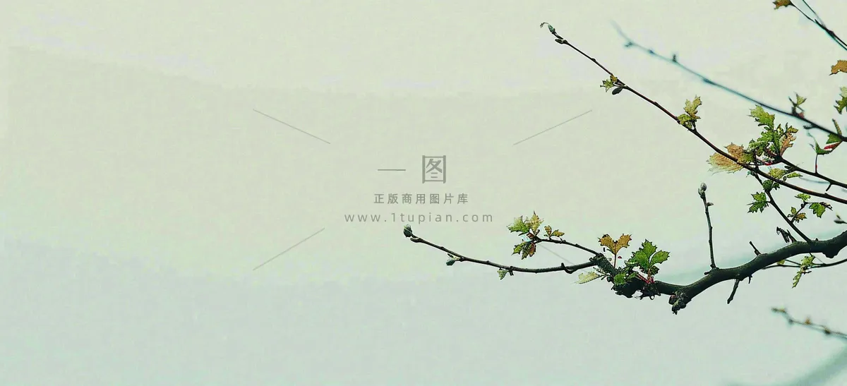 春天枝叶萌芽发芽绿叶，简约清新立春摄影图