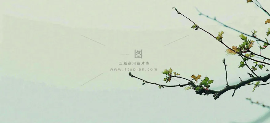 春天枝叶萌芽发芽绿叶,简约清新立春摄影图 春天枝叶萌芽发芽绿叶,简约清新立春摄影图