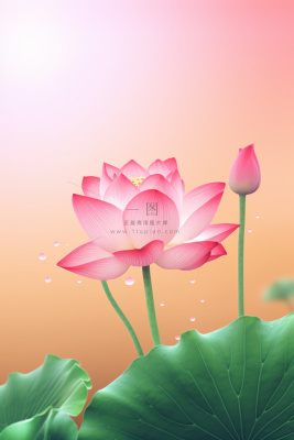 清爽简约创意粉色荷花插画背景 清爽简约创意粉色荷花插画背景