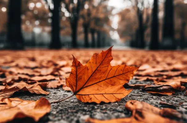 秋天落叶公路道路上摄影图