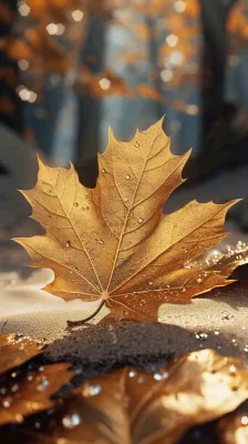 秋天黄色秋叶落叶雨天特写故事感,秋分立秋摄影图 秋天黄色秋叶落叶雨天特写故事感,秋分立秋摄影图