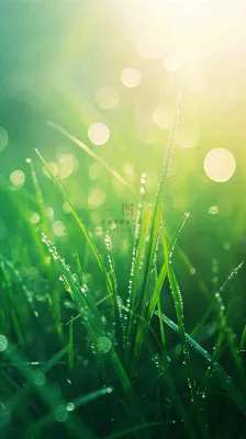 春天草地雨水雨露露珠绿草清新，谷雨雨水惊蛰白露摄影图