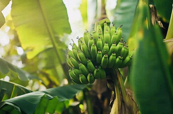 香蕉树芭蕉叶青香蕉水果摄影图