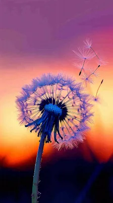 春天落日户外分散种子蒲公英夕阳晚霞摄影图