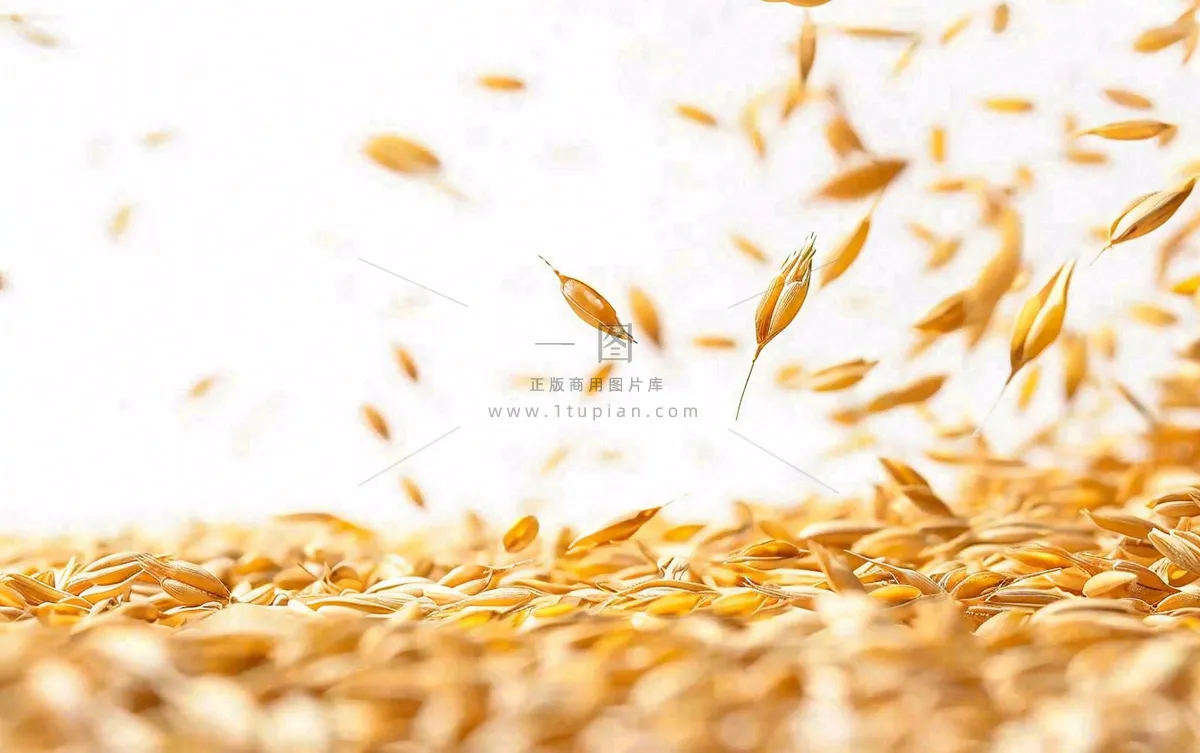 世界粮食日谷物米饭稻谷小麦摄影图