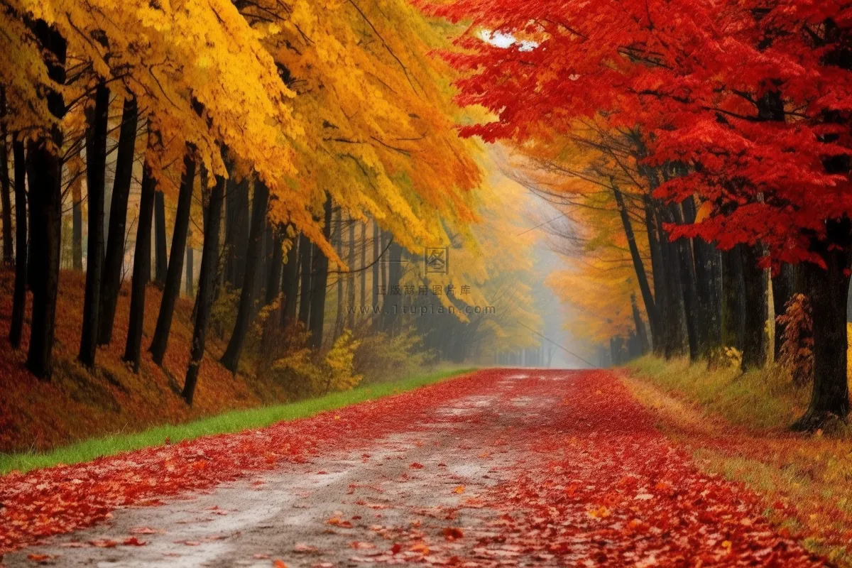 秋天公路边的枫树和银杏树落叶摄影图