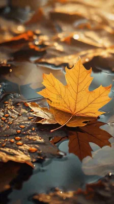 秋天黄色秋叶落叶雨天特写故事感,秋分立秋摄影图 秋天黄色秋叶落叶雨天特写故事感,秋分立秋摄影图