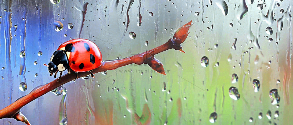 雨天雨水水珠上七星瓢虫动物爬行，彩色渐变摄影图