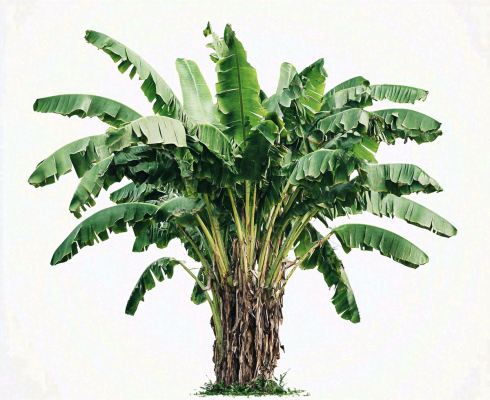 芭蕉树绿植景观白色背景摄影图 芭蕉树绿植景观白色背景摄影图