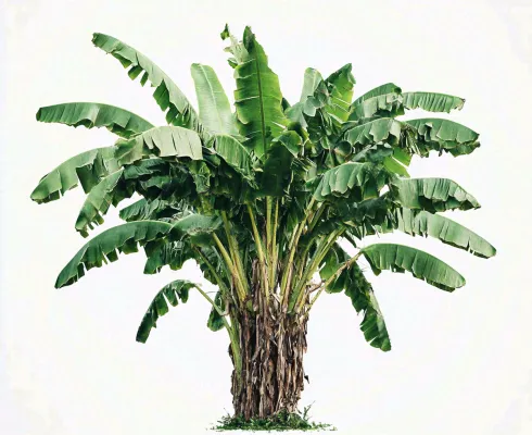 芭蕉树绿植景观白色背景摄影图 芭蕉树绿植景观白色背景摄影图