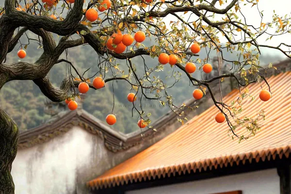 树枝上的橘子橙子高挂丰收成熟摄影图