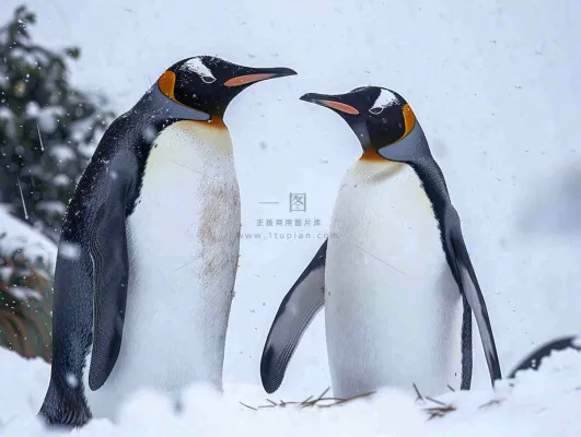 冰雪天地的企鹅寒冷动物摄影图