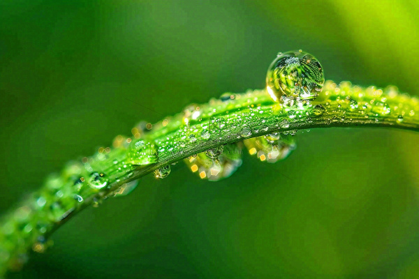 春天草丛叶片上挂满露珠雨滴立春春分雨水谷雨摄影图