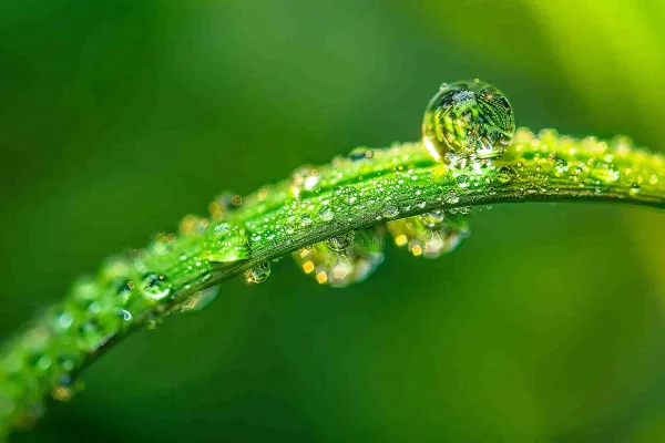 春天草丛叶片上挂满露珠雨滴立春春分雨水谷雨摄影图